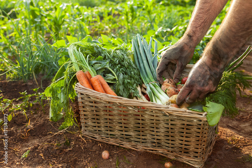 Vegetables in basket and farmer hands