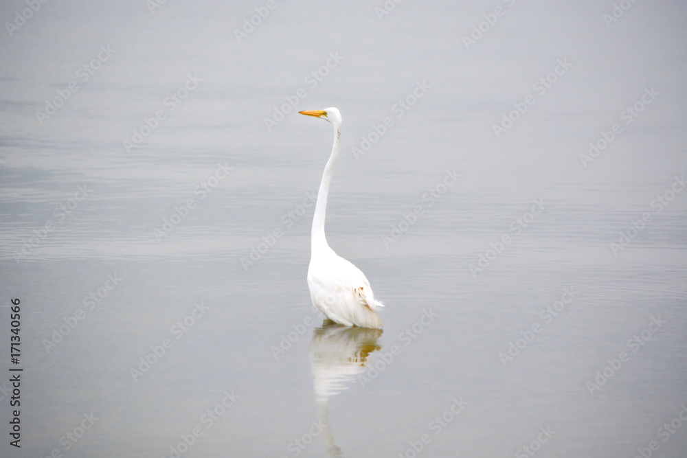 Fototapeta premium Great White Egret Searches the Bay for Fish Early on a Summer Morning