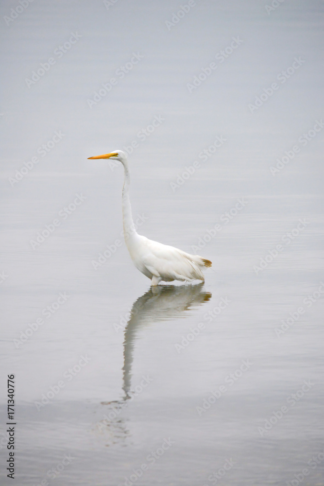 Great White Egret Searches the Bay for Fish Early on a Summer Morning