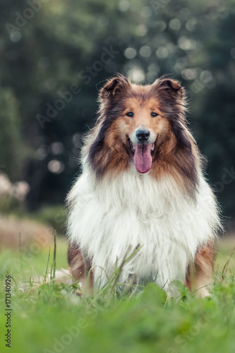 Sitting gold rough collie