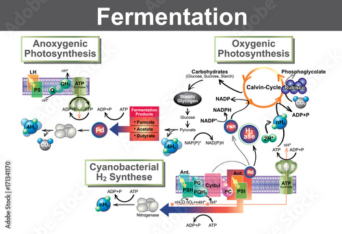Fermentation is a metabolic process that converts sugar to acids, gases or alcohol. Info graphic Vector.