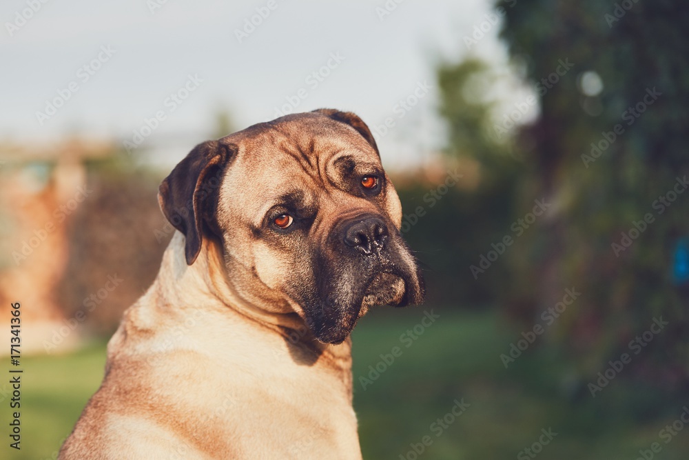Sad look of the huge dog