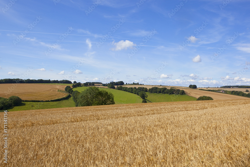 Fototapeta premium wheat field and scenery