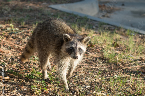 Raccoon © Andres