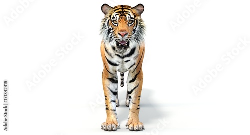 Sumatran Tiger  3D 