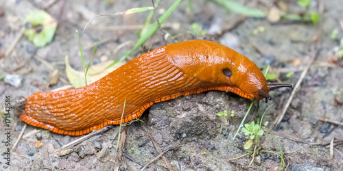 closeup of a red slug