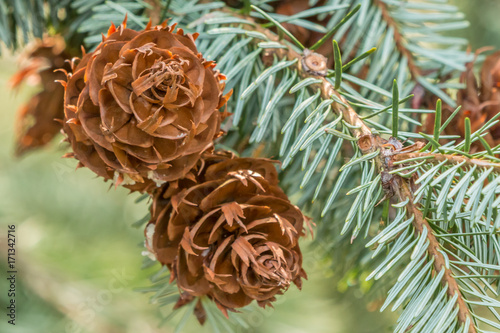 closeup of two coulter pines on a branch photo