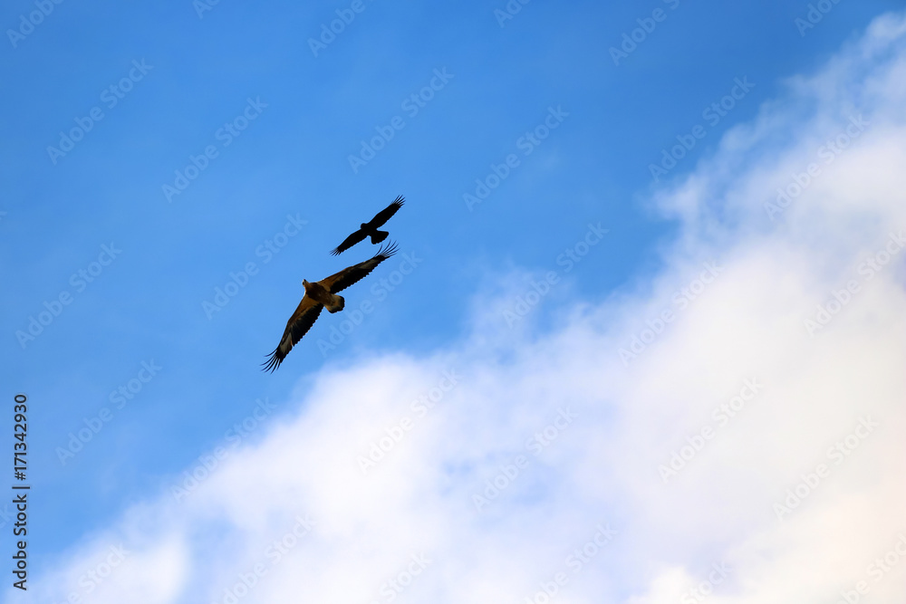 Sea-eagle and crow birds fly together against the sky Sea-eagle and crow birds fly together against the sky