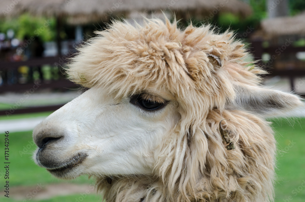 Close Up of alpaca on the blurred background.