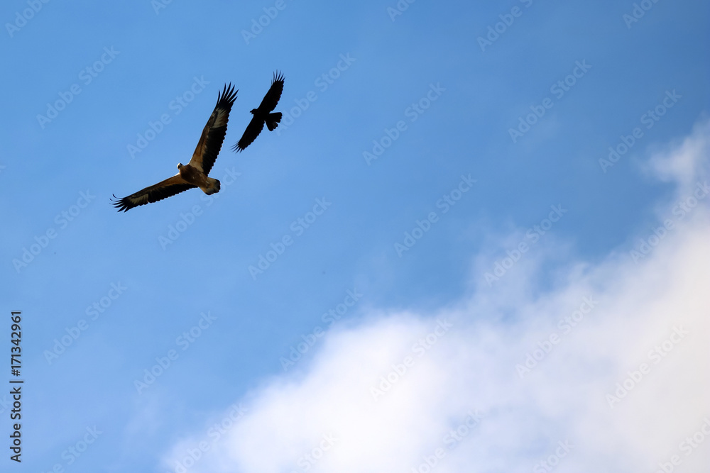 Sea-eagle and crow birds fly together against the sky Sea-eagle and crow birds fly together against the sky