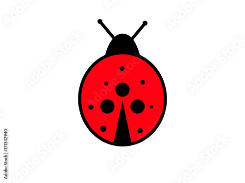 Ladybird on white background. photo