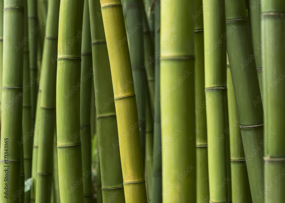 Obraz premium Zielony bambusowy tło.