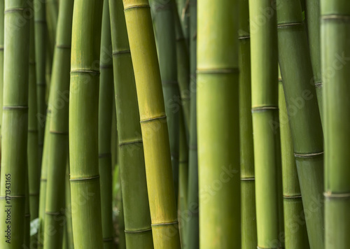 Fototapeta Naklejka Na Ścianę i Meble -  Green bamboo background.