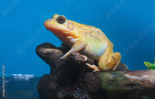 yellow frog amphibian nature animal wildlife species environment swamp pond