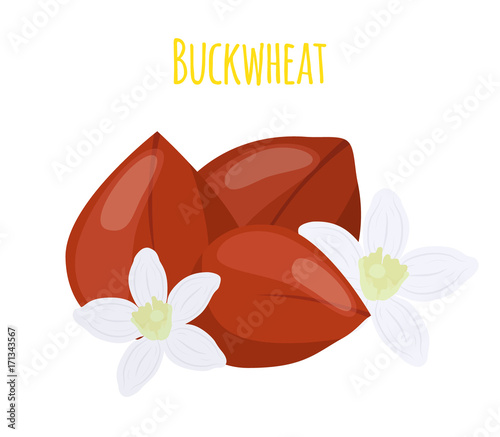 Buckwheat seeds, cereal grains, vegetarian food.Flat style. Vector illustration