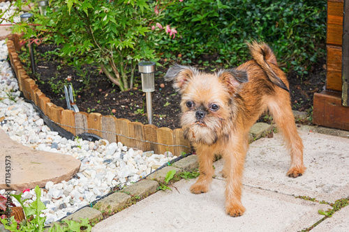 Dear puppy Brusselse Griffon poses for the camera in the garden photo