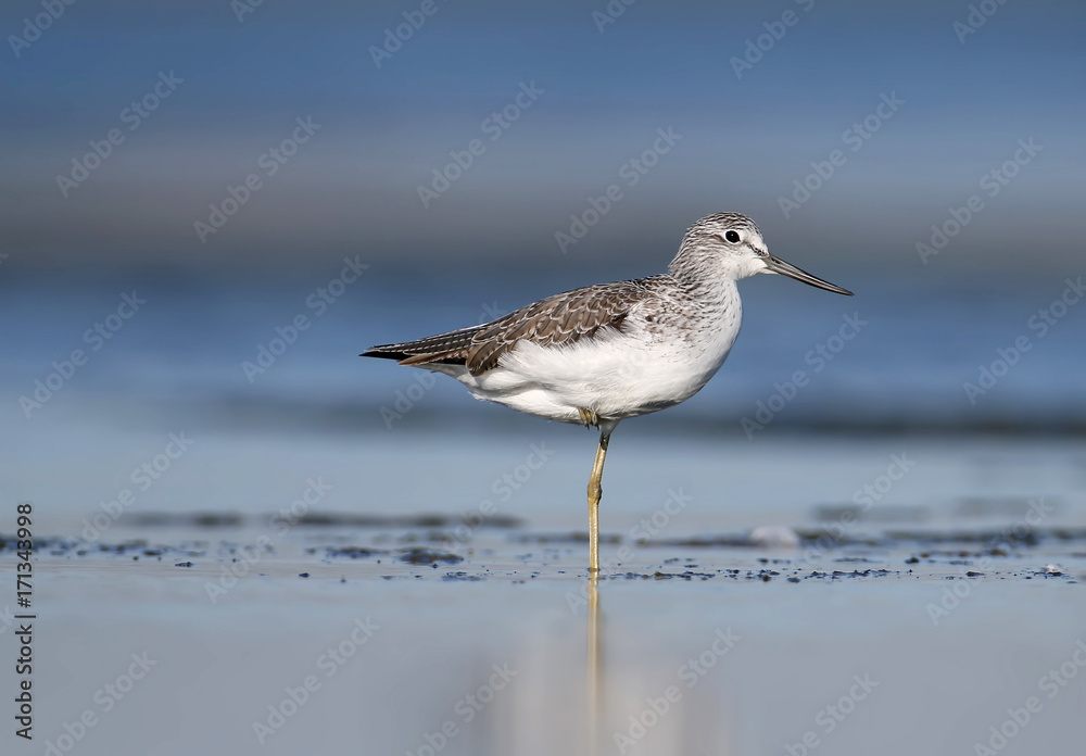 Classical portrait of greenshank with water reflection in soft morning light on blurred background Classical portrait of greenshank with water reflection in soft morning light on blurred background