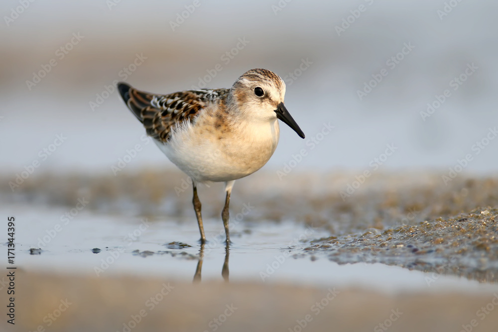 The little stint (Calidris minuta) feeding on shore. The little stint (Calidris minuta) feeding on shore.
