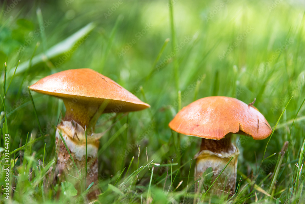 Edible mushrooms suillus in grass close up Edible mushrooms suillus in grass close up