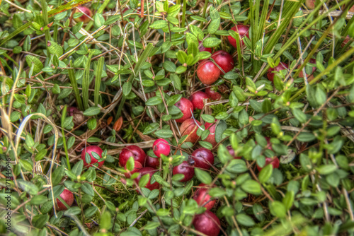 Vaccinium macrocarpon