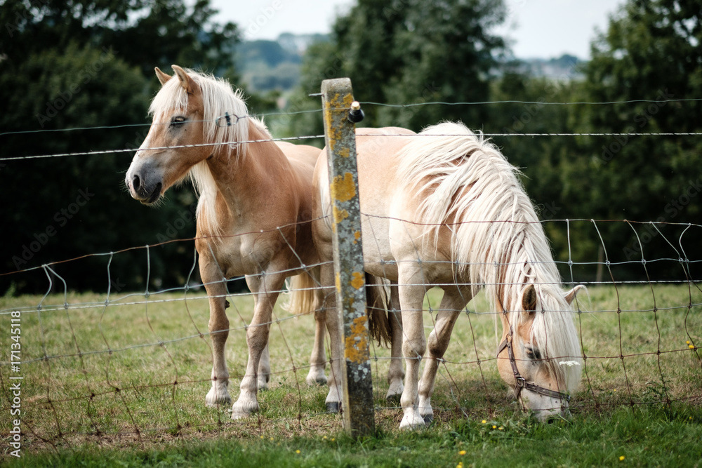 Fototapeta premium Two horses