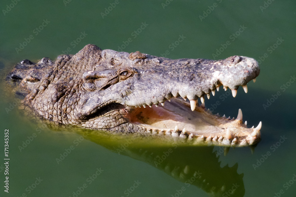 Obraz premium Head of crocodile with open mouth