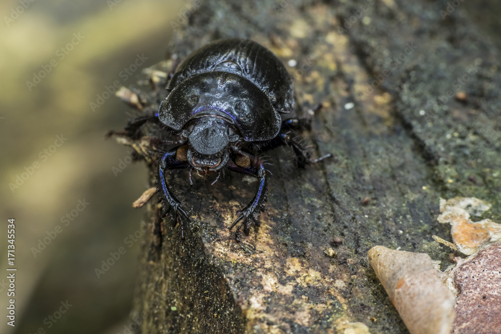 Geotrupidae Geotrupidae