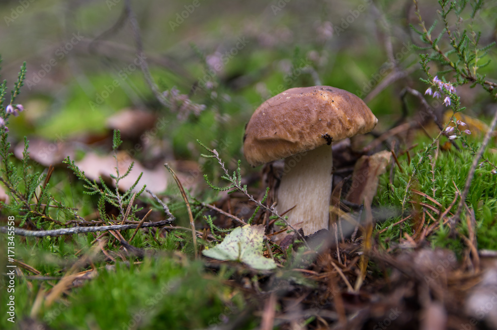 Mushroom boletus, porcini, in moss, side view. Mushroom boletus, porcini, in moss, side view.
