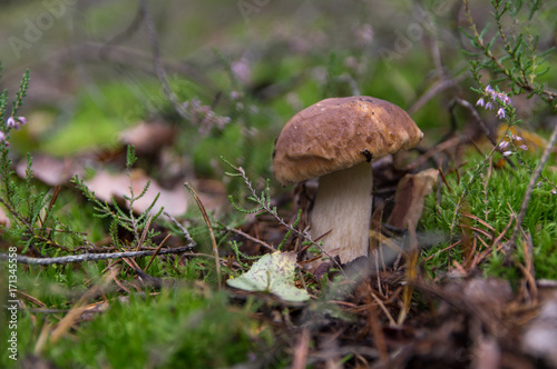 Mushroom boletus, porcini, in moss, side view.