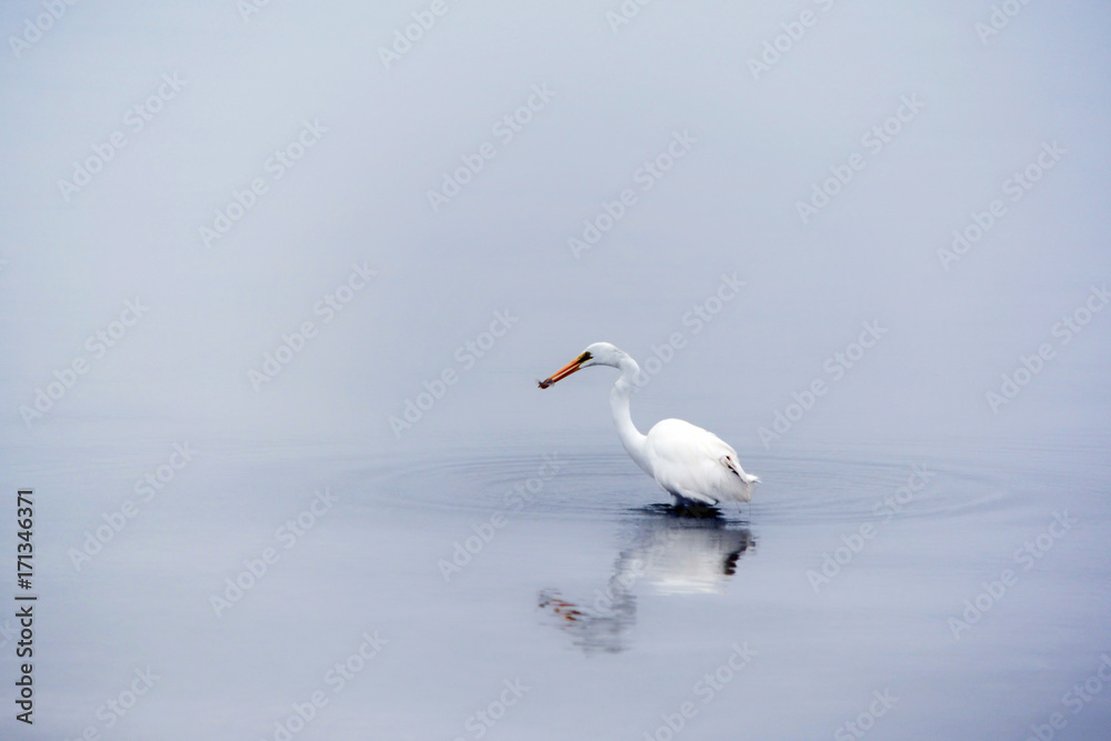 Great White Egret on the Hunt for Fish in the Bay Great White Egret on the Hunt for Fish in the Bay