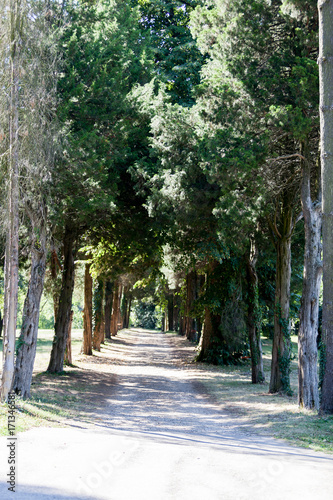 Alley in the beautiful rural forest. Travel, nature and vacation