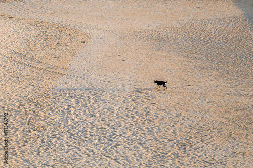 View of dog walking lonely at beach on sunny day.