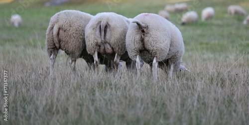 Sheep from rear