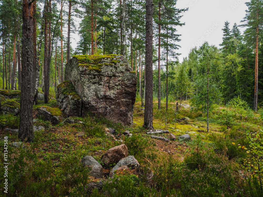In the deep forest. The mystical rainforest. Forest landscape with boulders covered with moss.
In the deep forest. The mystical rainforest. Forest landscape with boulders covered with moss.