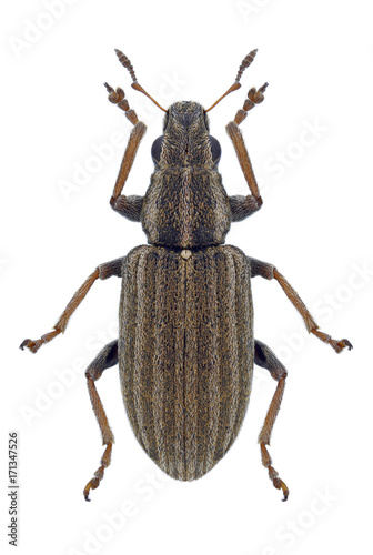 Beetle Sitona lineatus on a white background photo