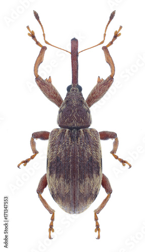Beetle Anthonomus rectirostris on a white background photo