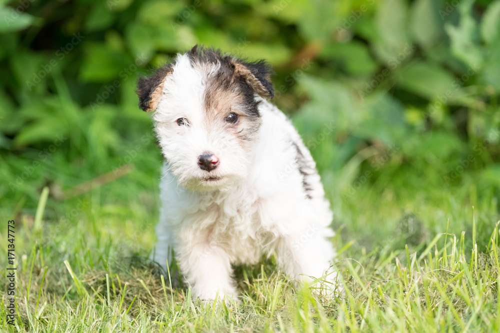 Fox terrier puppy in the grass Fox terrier puppy in the grass