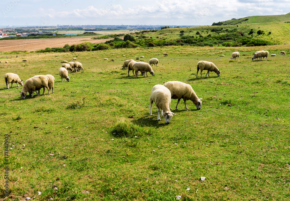 Fototapeta premium troupeau de moutons