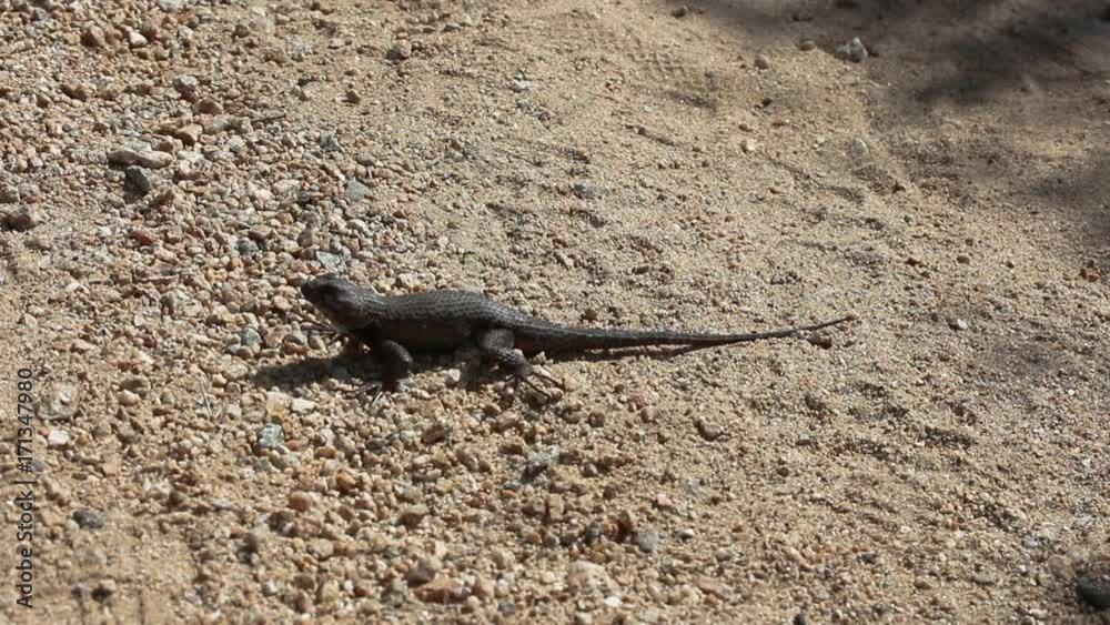 Lizard standing in the open on sand. Lizard standing in the open on sand.