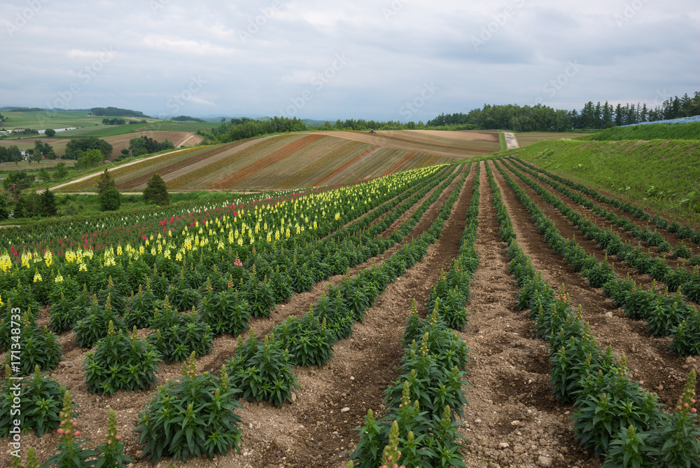 Flower fields on the hills around Biei, Hokkaido, Japan