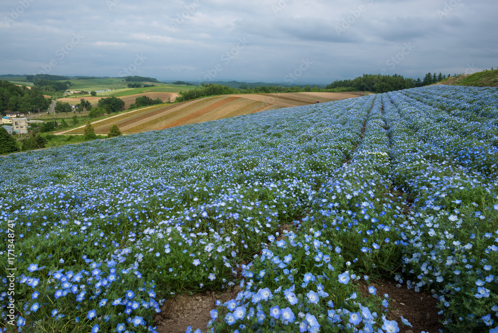 Fototapeta premium Flower fields on the hills around Biei, Hokkaido, Japan