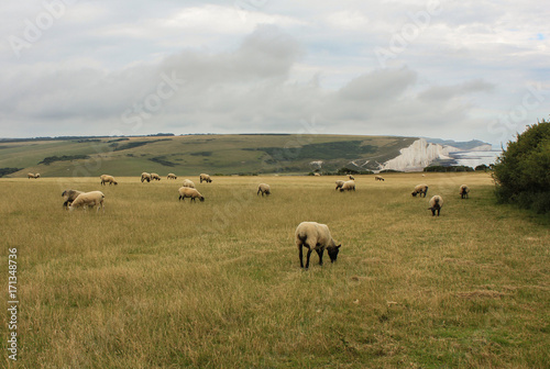 Seven Sisters Cliffs - United Kingdom