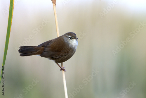 Cetti’s warbler. Cettia cetti photo