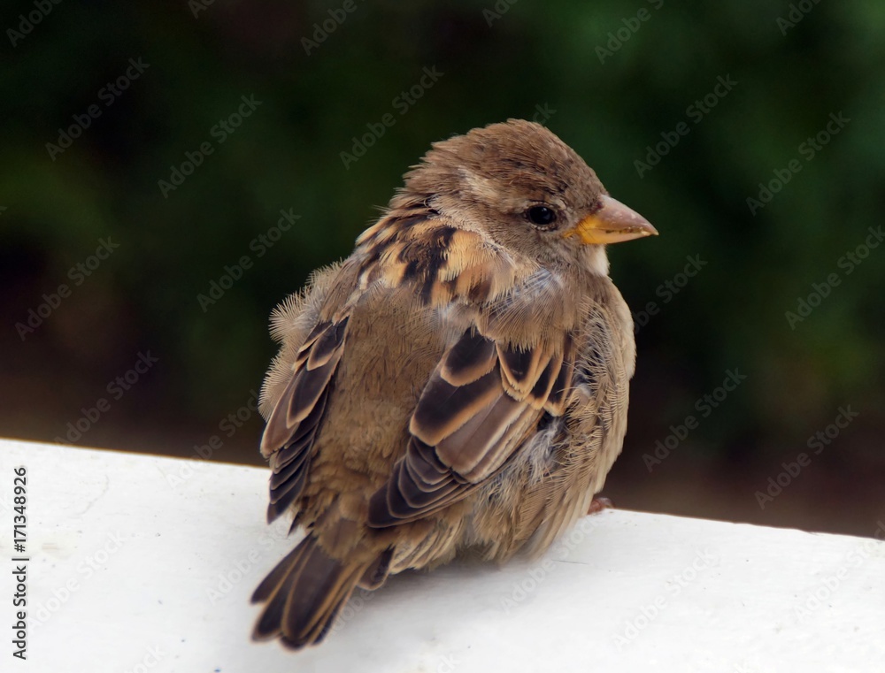 Fototapeta premium Haussperling (Passer domesticus)