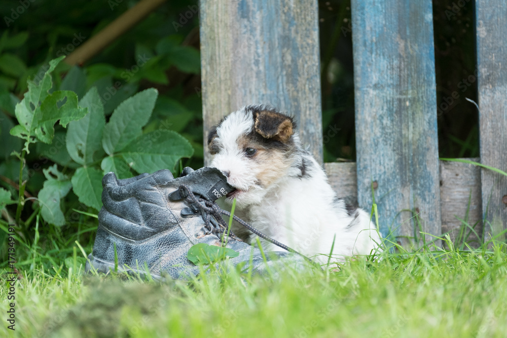 Obraz premium Wire fox terrier puppy biting the laces of an old hiking boot