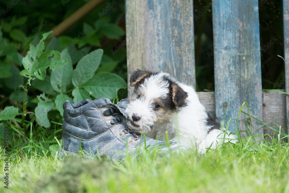 Fox terrier puppy in the grass