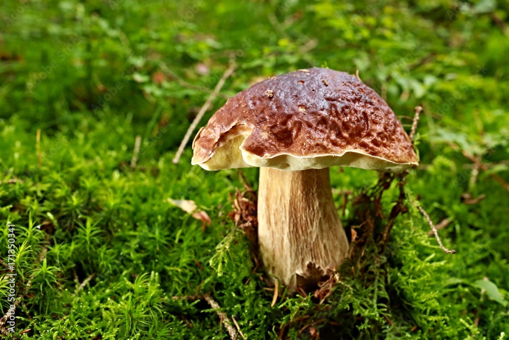 Bolete - close-up single mushroom in green moss Bolete - close-up single mushroom in green moss