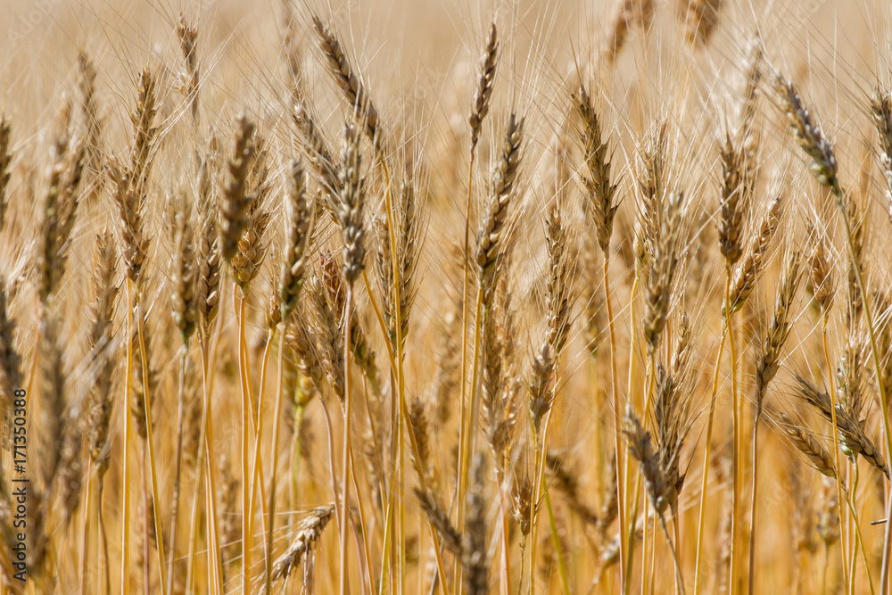 Fototapeta premium Ripen wheat field