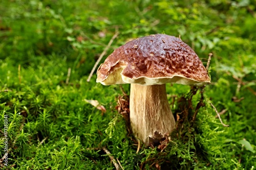 Bolete - close-up single mushroom in green moss