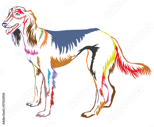 Colorful decorative standing portrait of Persian Greyhound (Saluki) vector illustration